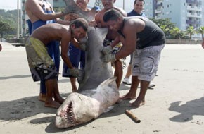 Uma fêmea grávida de tubarão em risco de extinção é capturada e morta em Mongaguá